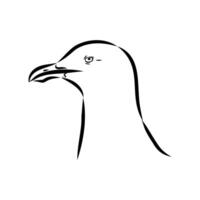 black and white drawing of the head of an Australian seagull bird vector