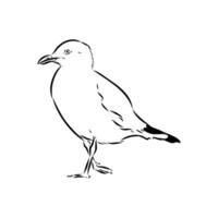 black and white drawing of an Australian gull carnivorous bird vector