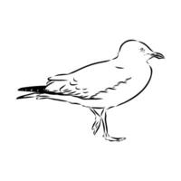 drawing of the carnivorous bird of the Australian seagull vector