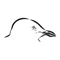sketch of the head of a carnivorous Australian seagull vector