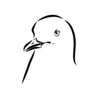 black and white sketch of the head of a carnivorous Australian seagull vector