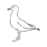 drawing of an Australian seagull bird vector
