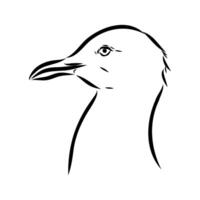 sketch of the profile of an Australian seagull's head vector
