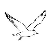 drawing of a flying Australian seagull vector