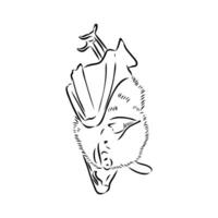 drawing of a resting bat vector