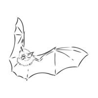 drawing of a bat in flight vector