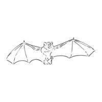 a sketch of a bat with wings vector
