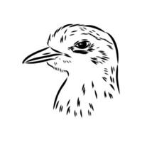 the head of a carnivorous bird avdotka plover sketch vector