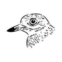 The Avdotka plover is a secretive migratory bird vector