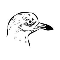 The head of a secretive bird avdotka plover drawing vector