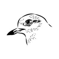 the head of a secretive bird avdotka plover sketch vector