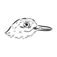 The head of a carnivorous bird avdotka plover drawing vector