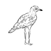 carnivorous bird avdotka plover sketch vector