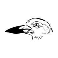 The head of a migratory bird avdotka plover drawing vector