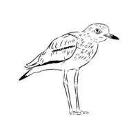 avdotka bird plover sketch vector