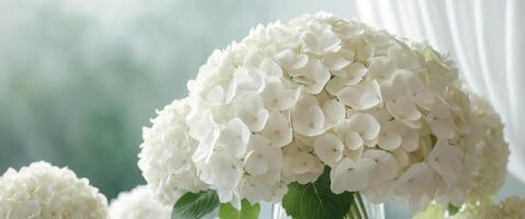Beautiful bouquet of white hydrangea nature background. photo