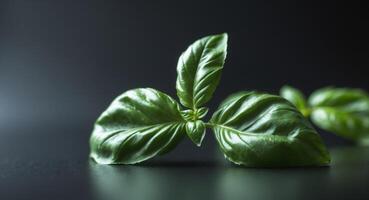 Shiny green basil leaf closeup on black background photo
