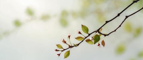 The close up of a single cherry branch with its leaves on blurry background. photo