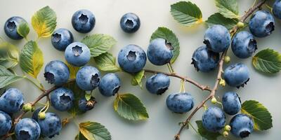 overhead view of a branch of blueberries with green and yellow leaves photo