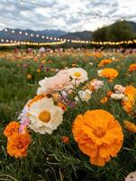 A field of colorful flowers under string lights at dusk photo