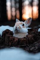 A cute rabbit sits in a tree stump in the forest photo