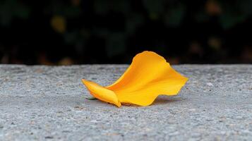 A bright yellow flower petal rests on a concrete surface photo