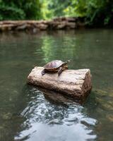Turtle resting on a log in a stream photo