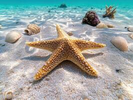 Starfish on a sandy beach in clear turquoise water photo