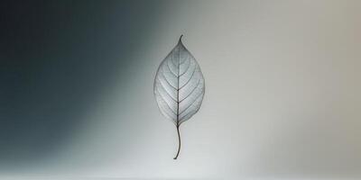 Abstract silhouette of a single leaf gracefully floating on a serene background contrasting dark and light shades. photo