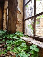 Overgrown window with clovers in an abandoned building photo