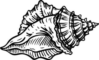 A sketchy icon of conch shell vector