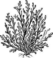 A sketchy style icon of a seaweed vector