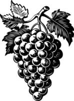 A vintage style illustration of grapes vector