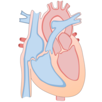 Hand drawn of human heart for diagram png