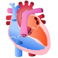 Human heart structure for diagram png