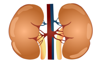 Renal kidney structure element for science png