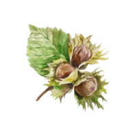 Hazelnut watercolor. Fruits on a branch with leaves. Hand drawn botanical illustration. For food label design, cards, packages, wrappers. png
