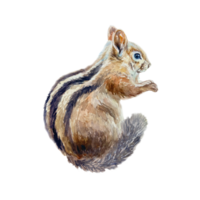 Chipmunk in profile. Hand drawn watercolor illustration of forest animal. For cards, books, posters, Nature and Wildlife Protection Day. png