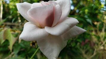 A Delicate White Rose with a Hint of Pink in the Center photo