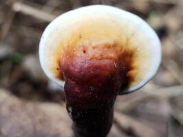 Close-up of a Red and Yellow Mushroom with White Cap photo