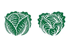 Two cabbage leaves are shown on a white background vector
