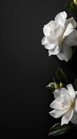 White flowers on black background with copy space photo