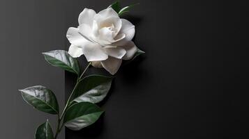 White flower on black background photo