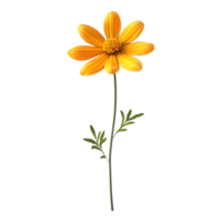 oxeye flower against a transparent background png