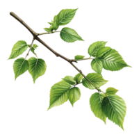 Green Hop on a Branch with Leaves Against Transparent Background png