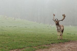 Portrait of an adult deer with antlers in the forest. Adult male deer in its natural habitat. Early foggy morning in the forest. Deer on a pasture in the fog. photo
