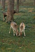 herd of deer in foggy forest. group of deer looking for food on green meadow in foggy forest. deer are very cautious and shy. they look around carefully. wildlife concept photo