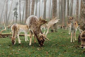 herd of deer in foggy forest. group of deer looking for food on green meadow in foggy forest. deer are very cautious and shy. they look around carefully. wildlife concept photo