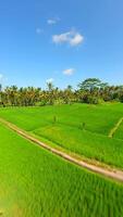 Dynamic FPV Flight Over Beautiful Green Rice Fields In Bali, Indonesia. video