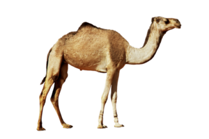 Camel on transparent background. Camel Animal Qurban For Eid Al Adha png